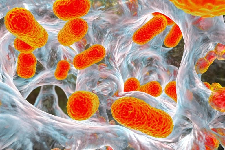 Acinetobacter baumannii Antibiotic Resistant Bacteria Biofilm