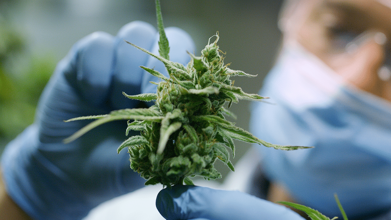 How Cannabis Regulation Became a Giant Experiment