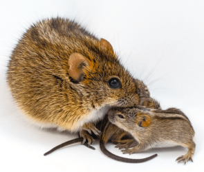 Biologists discover gene that may determine 'good' and 'bad' dads