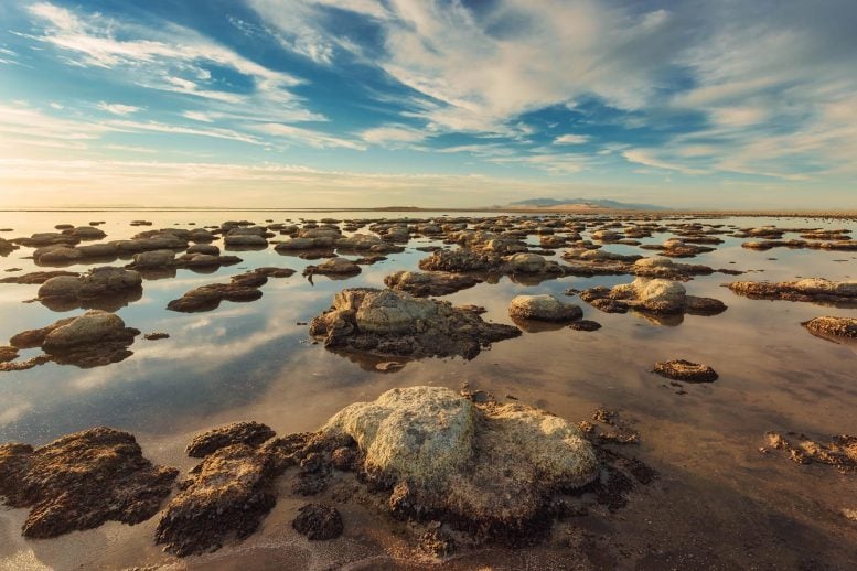 Bioherms Great Salt Lake Bridger Bay