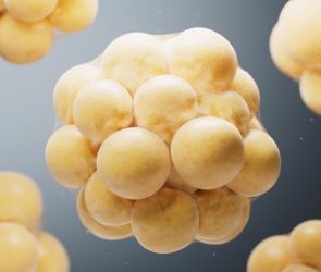 Biomedical Microscopic Fat Cells