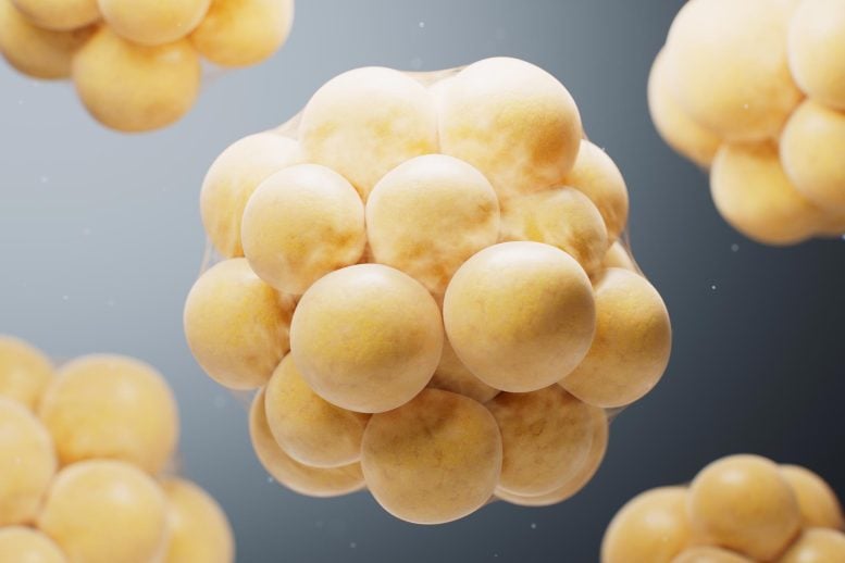 Biomedical Microscopic Fat Cells