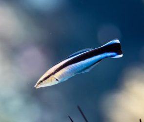 Bluestreak Cleaner Wrasse (Labroides dimidiatus) Fish