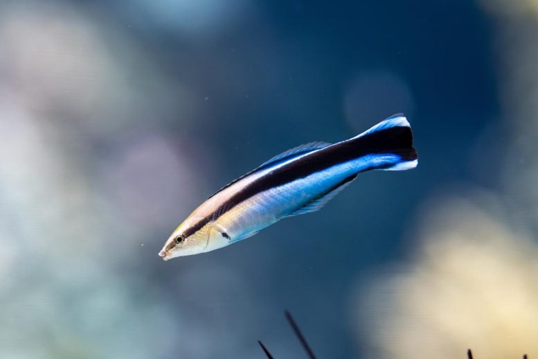 Bluestreak Cleaner Wrasse (Labroides dimidiatus) Fish
