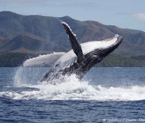 Breaching Humpback Whale off New Caledonia