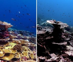 Coral Health Before and After Heat Stress