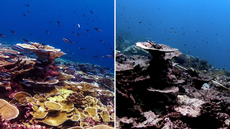 Coral Health Before and After Heat Stress