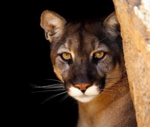 Cougar Mountain Lion Peering Out