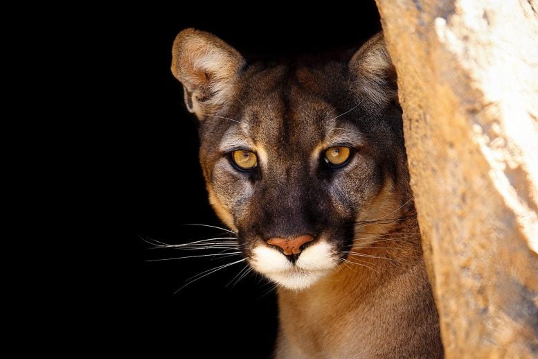 Cougar Mountain Lion Peering Out