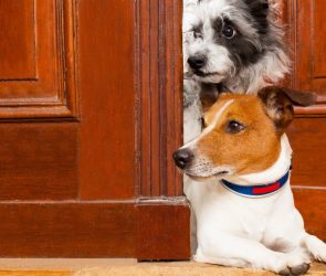 Dogs act like toddlers when trying to help humans