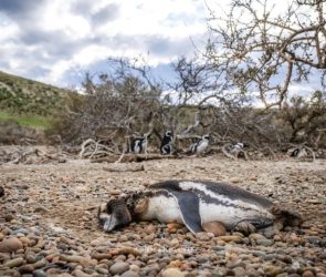 Dead Magellanic Penguin