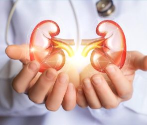 Doctor Hands Holding Kidney Health