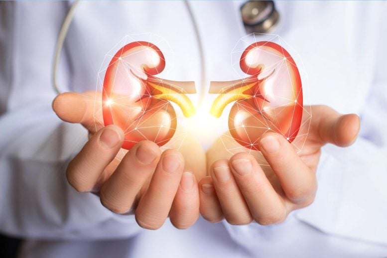 Doctor Hands Holding Kidney Health