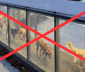No, Hungary did not construct heated tunnels for its stray dogs