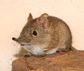 Eastern Rock Sengi (Elephantulus myurus)