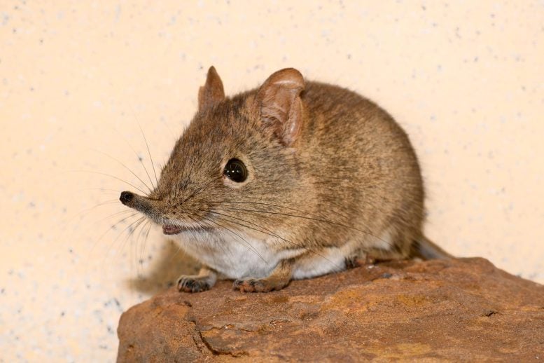 Eastern Rock Sengi (Elephantulus myurus)