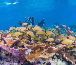 Elkhorn Coral and School of Blue Striped Grunts