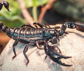Deadly scorpions are picky about their soil