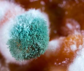 Fluffy Spores Moldy Fungus Food