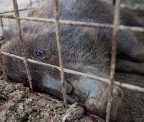 Nuclear hog hybrids are breeding at breakneck speed in Japan