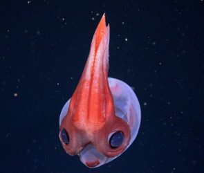 Marine biologists discover 28 new deep sea species—and an old VHS tape