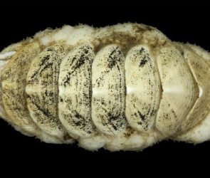 Habitus of Newly Found Deep Sea Chiton Ferreiraella Populi