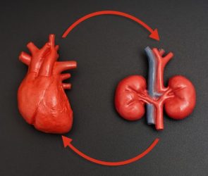 Heart and Kidney Organ Models Arrows