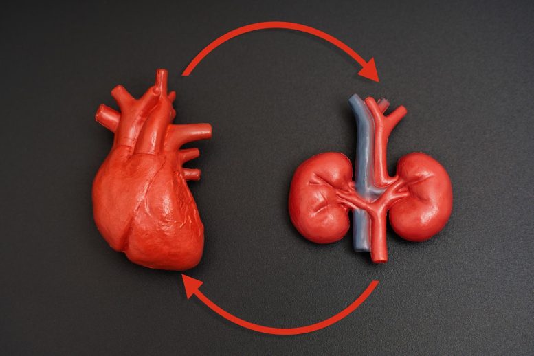 Heart and Kidney Organ Models Arrows