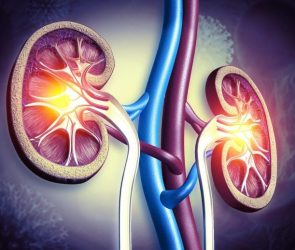 Human Anatomy Kidney Organ Cross Section