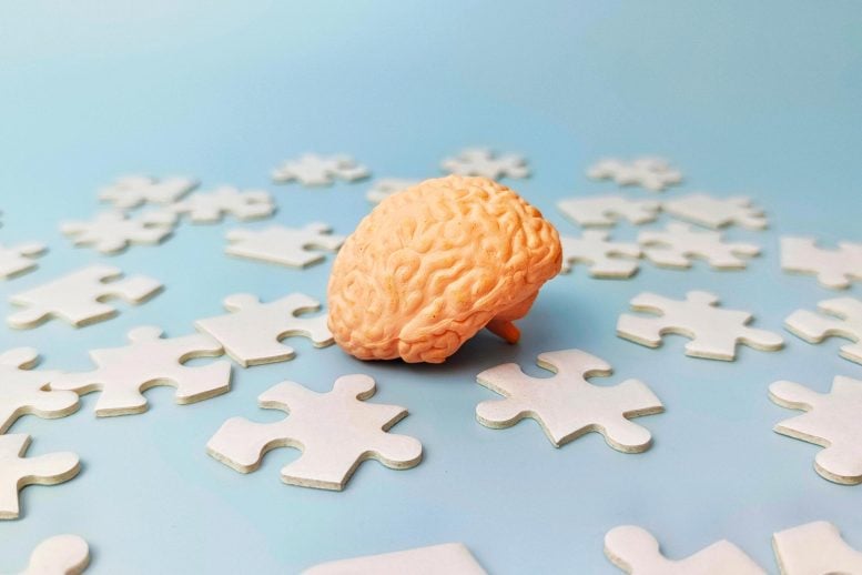 Human Brain Puzzle Pieces Neuroscience
