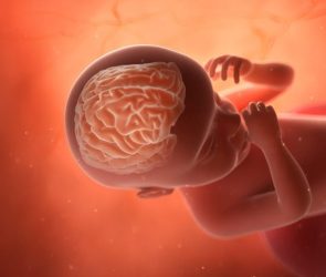 Human Fetus Brain Development