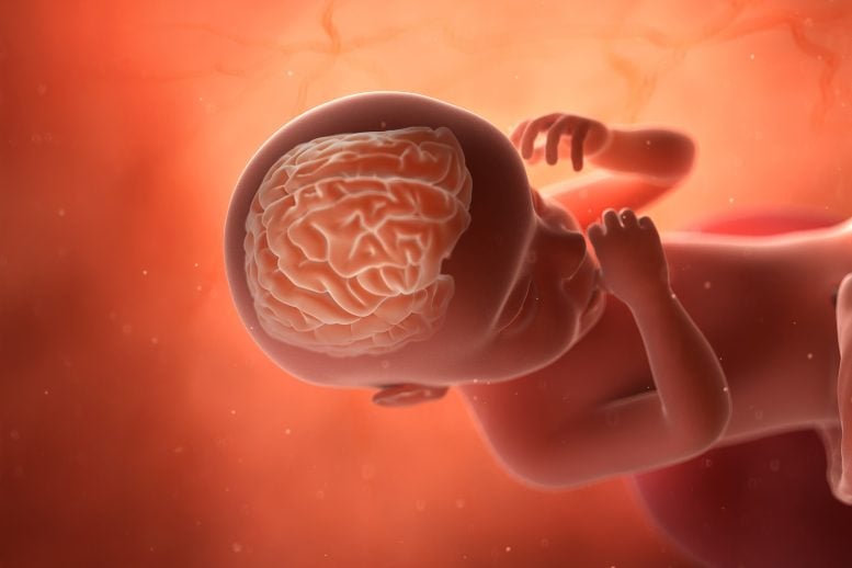 Human Fetus Brain Development