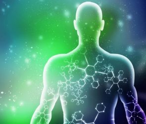 Human Male Muscle Body Science Biochemistry