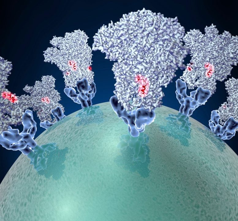 Interactions Between the Immune System and SARS CoV 2
