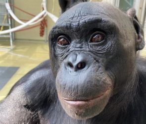 Kanzi Bonobo Tea Party