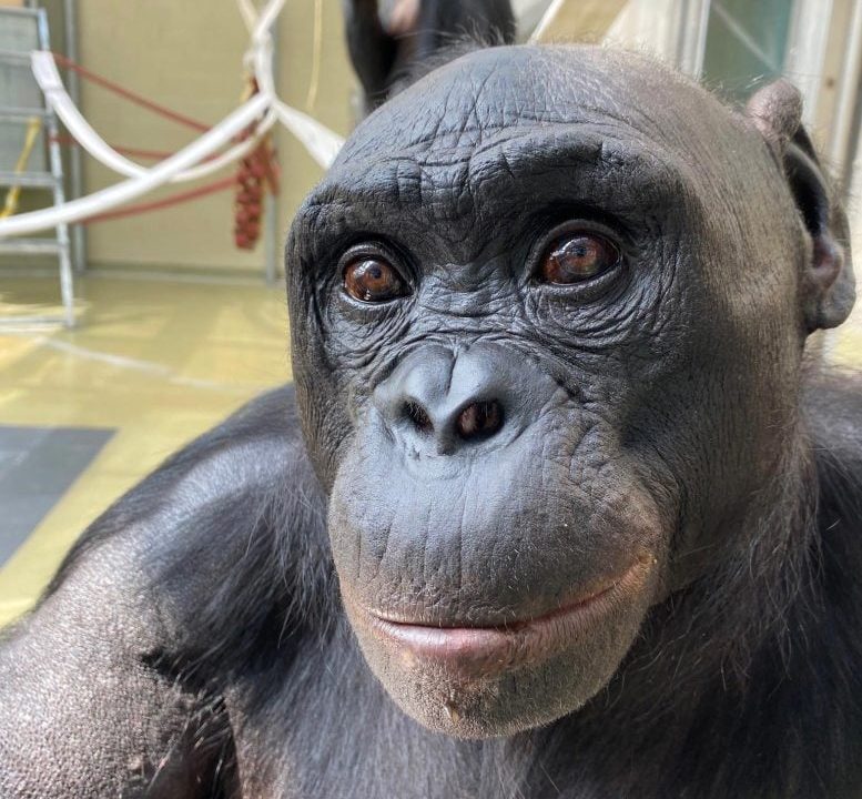 Kanzi Bonobo Tea Party