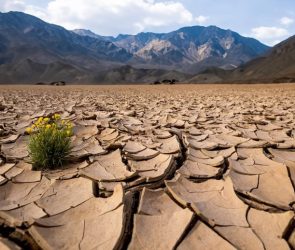 Lone Wild Flower Death Valley Desert Mountains Dry Cracked Soil