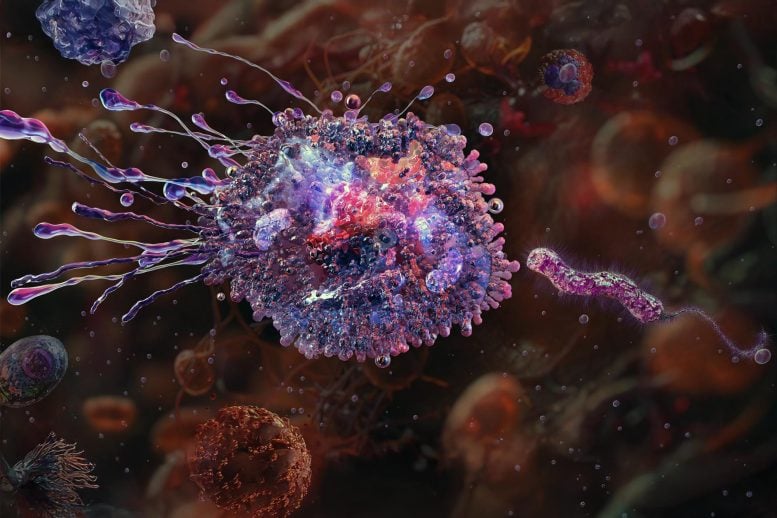 Macrophage Attacking Pathogenic Bacteria