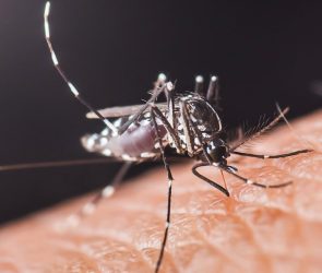 Mosquitoes have been sucking our blood for 1.8 million years