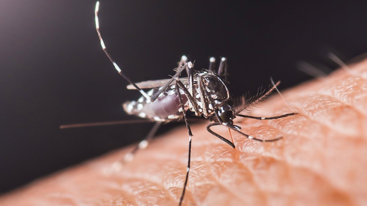 Mosquitoes have been sucking our blood for 1.8 million years