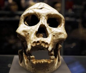 Neanderthal Prehistoric Skull Human Ancestor Evolution