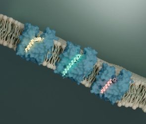 New Ways to Kill Bacteria Transporter MurJ