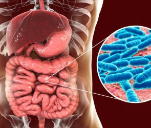 Normal Flora Small Intestine Bacteria Gut Microbiome