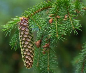 No, trees can't anticipate a solar eclipse