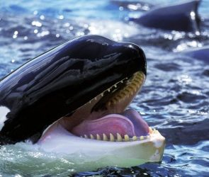Orca Killer Whale Mouth Open Close Up