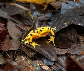 Panama's golden frogs beat extinction