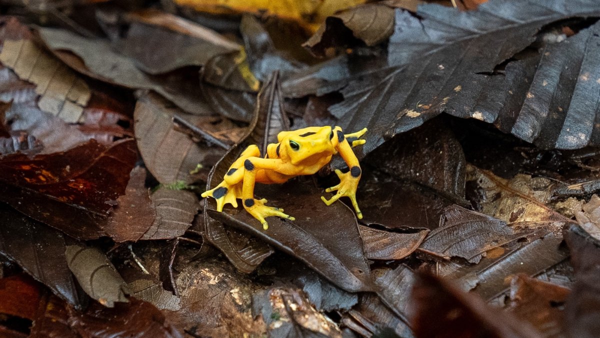 Panama's golden frogs beat extinction