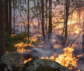 Prescribed Burn Småland Sweden