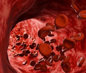 Red Blood Cells Flow Through Human Artery