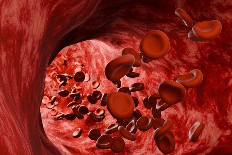 Red Blood Cells Flow Through Human Artery